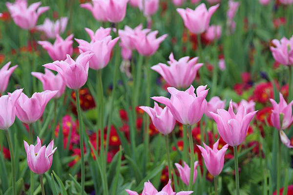 Tulipanes China Pink